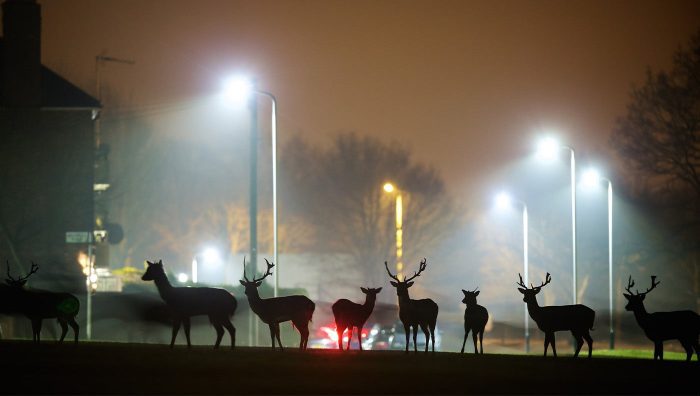 U.K. Considers Nighttime Deer Culls