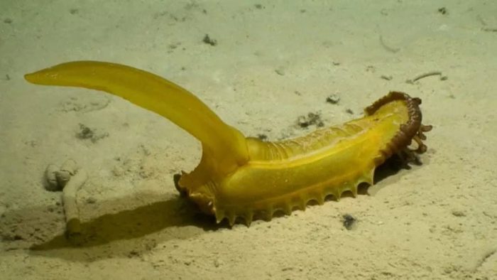 Scientists Find Strange ‘Gummy Squirrel’ In Deep-Sea