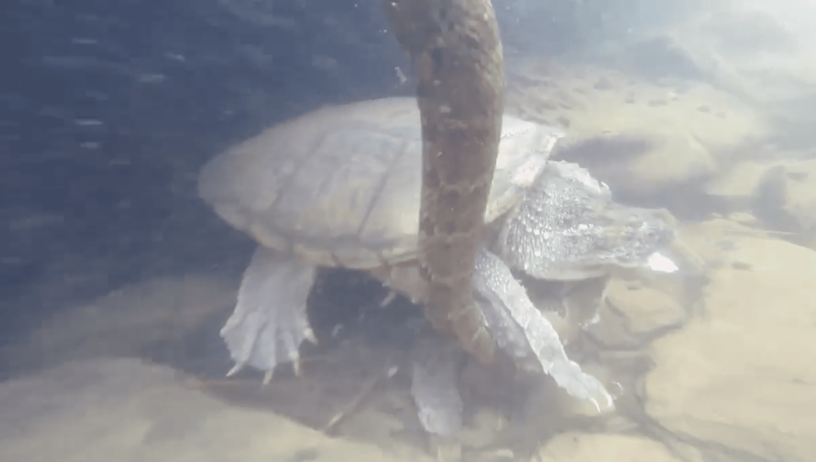 Snapping Turtle Eats Water Snake Alive