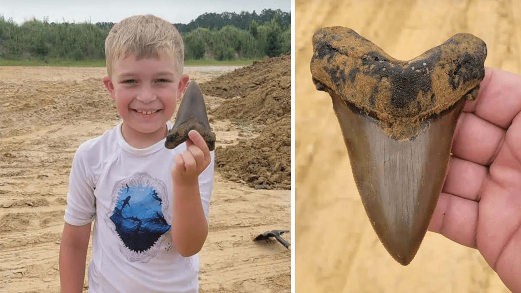 Kid Finds Giant Shark Tooth That’s Likely 25 Million Years Old