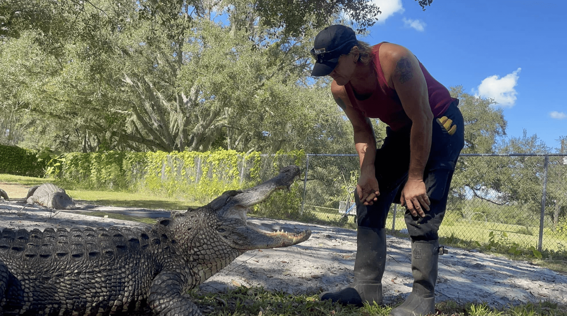 Florida Man Loses Arm in Gator Attack