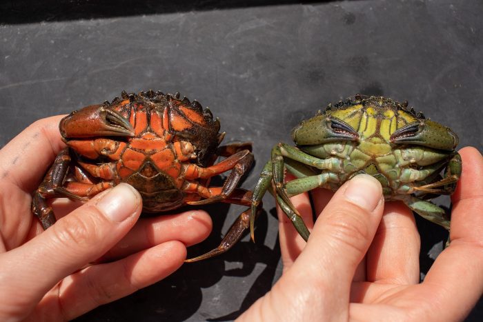 Invasive European Green Crabs in Alaska Confirmed