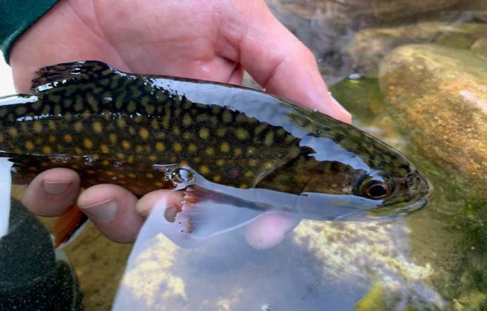 10 Tips for Fishing Small, Cool-Water Streams in Late Summer