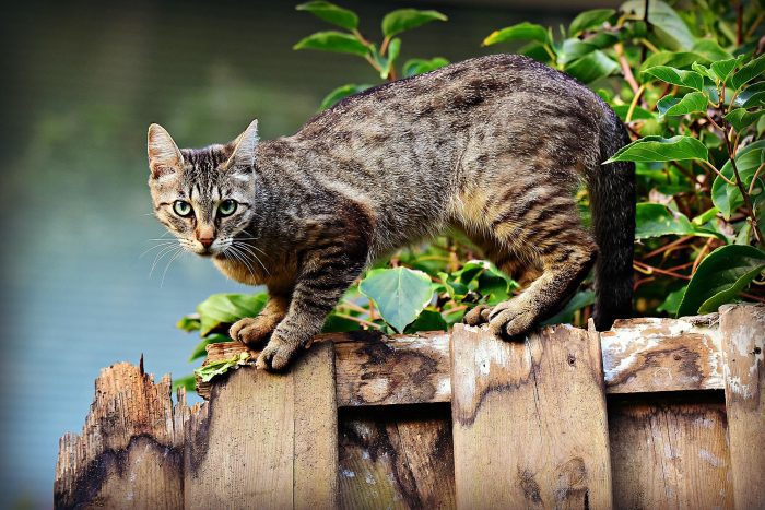 Scientist Names Domestic Cats an Invasive Species