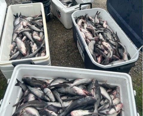 5 Men Caught 100 Blue Catfish OVER the Louisiana Limit