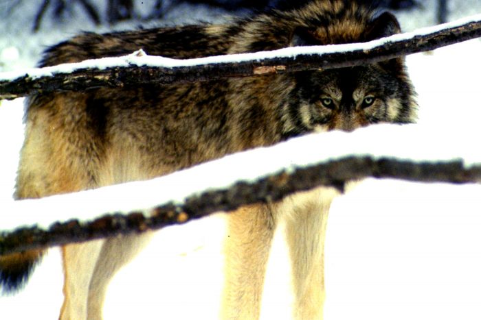 Despite More Aggressive Hunting, Montana’s Wolf Population Remained Stable