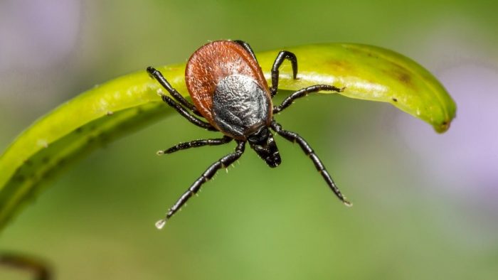 3-Year-Old Boy Gets Rare Virus From Tick Bite
