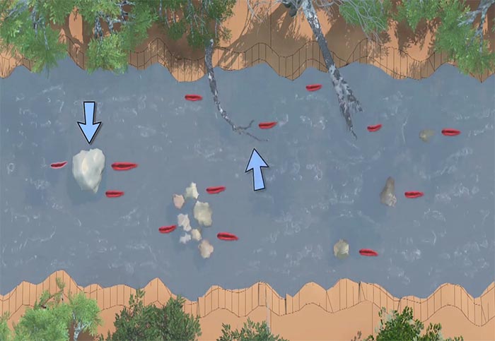Video Pro Tips: Where to Find Trout in a River