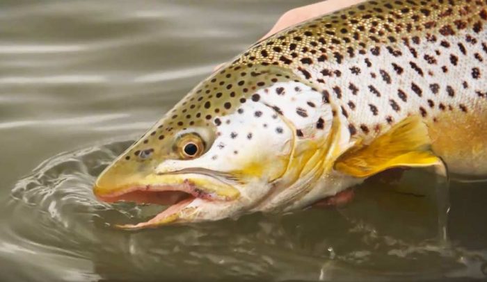 Master Class Monday: How to Catch Trout Rising in Flat Water