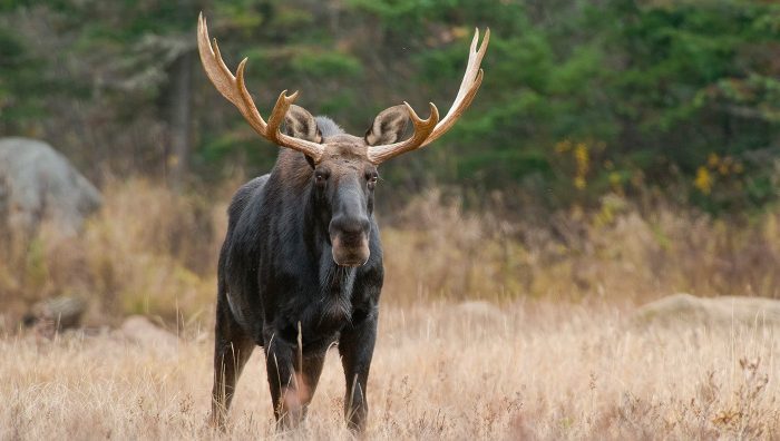 Deer Brains Shed Light on Brain Worms in Moose