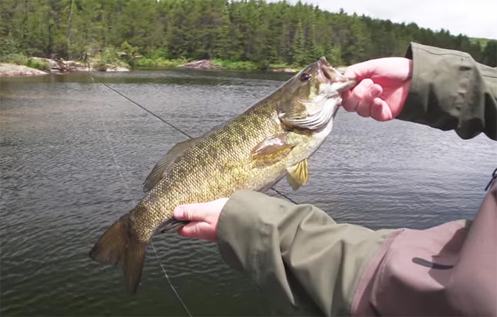 Video: How to Fish a Bass Popper for Maximum Effect