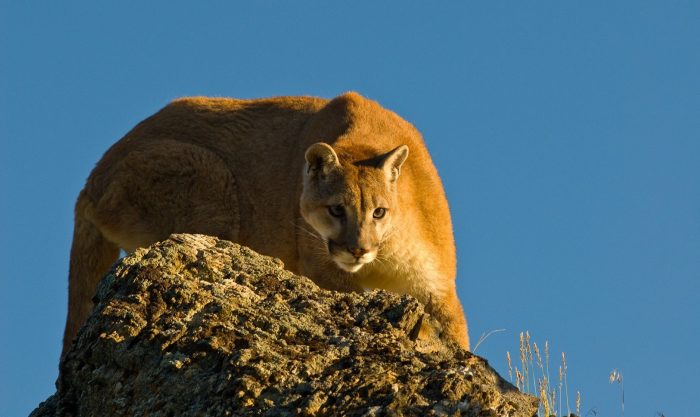 7-Year-Old Boy Attacked by Mountain Lion
