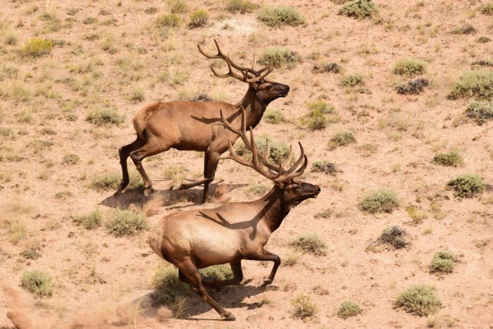 New Mexico Poachers Used Attack Dogs to Kill Elk