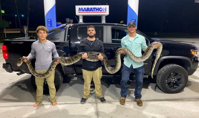 College Student Catches 17-Foot Python in Florida Challenge