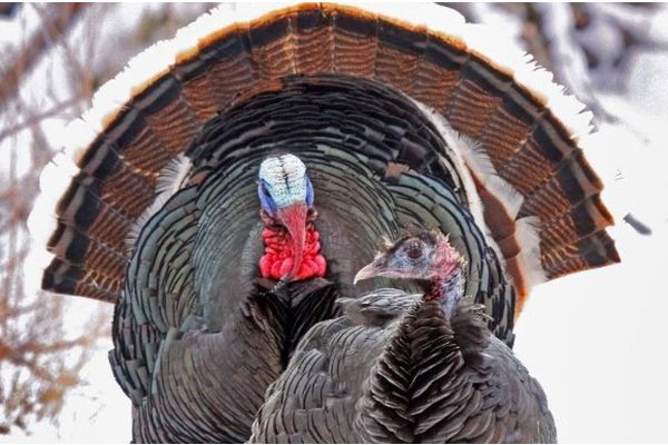 New Wild Turkey Research Seeks to Better Understand Turkey Populations