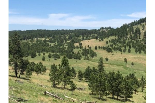Meadow Restoration in South Dakota’s Black Hills