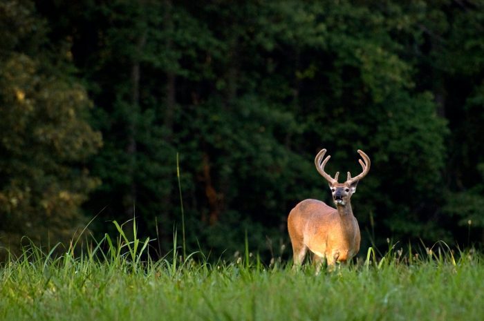 The New Anti-Inflation Bill Includes Money for Deer, Duck Habitat