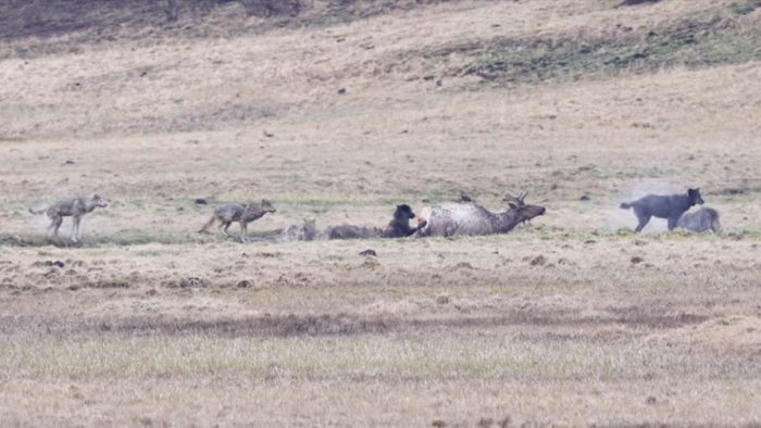 Wolf Pack Hunts Bull Elk in Yellowstone