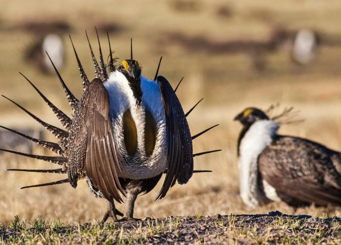 WY Sage Grouse Population Slightly Increases