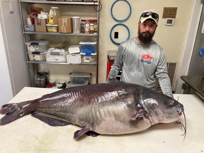 Pending State Record Blue Catfish Caught in Tennessee