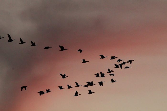 Here’s How We Track the Ancient Paths of Bird Migrations