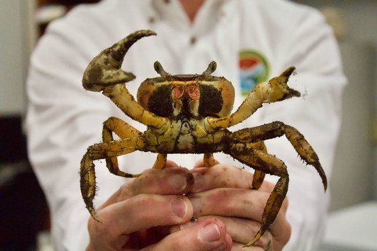 Report Blue Land Crab Sightings in South Carolina