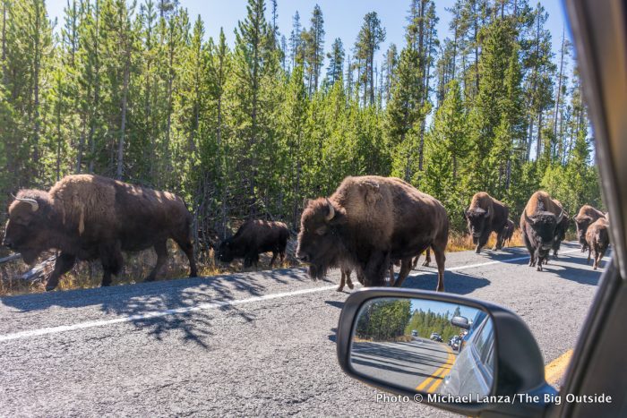 Video: A Yellowstone National Park ‘Bison Jam’