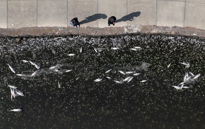 Red Tide Kills Thousands of Fish in San Fransisco Bay