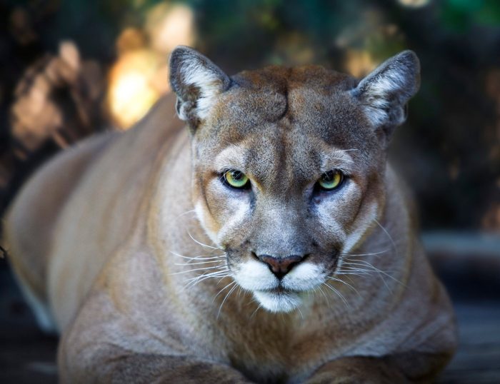Zoo Knocks Police for Shooting Mountain Lion in Self-Defense