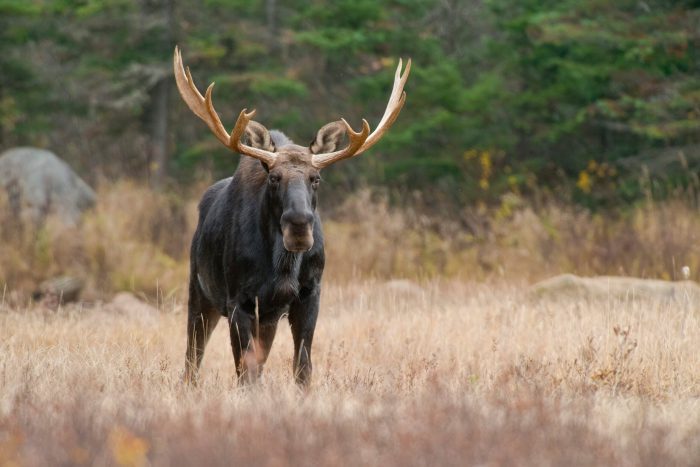 Migrating Moose Establish New Populations in Nevada