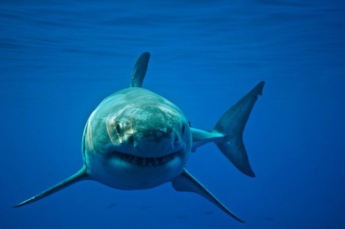 Watch a Massive Great White Shark Circle a Kayak Angler