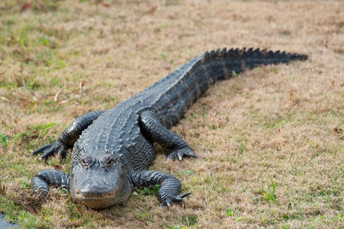 7-Foot, 10-Inch Alligator Attacks Elderly Woman in Florida