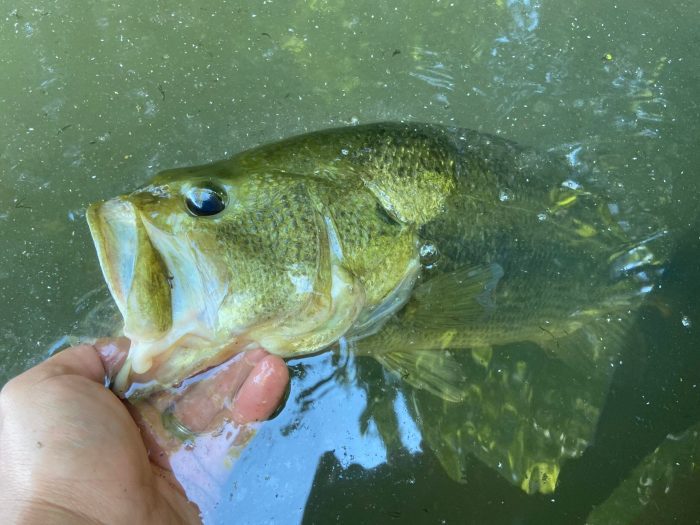 Oklahoma Wants Fishermen to Kill More Bass