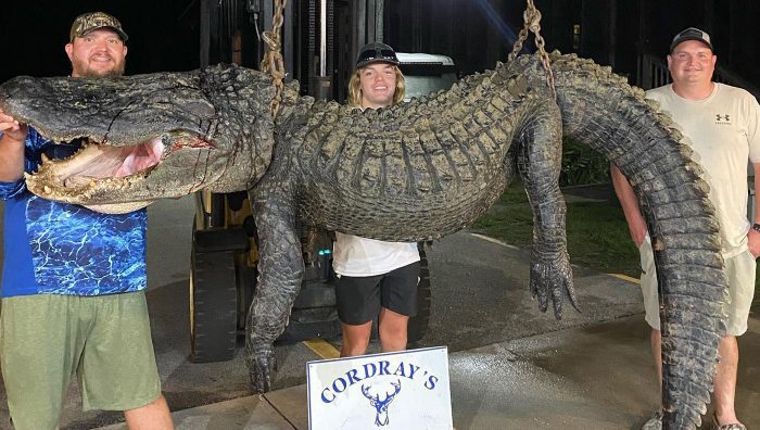 Hunters Tag 625-pound Monster Gator from SC Swamp