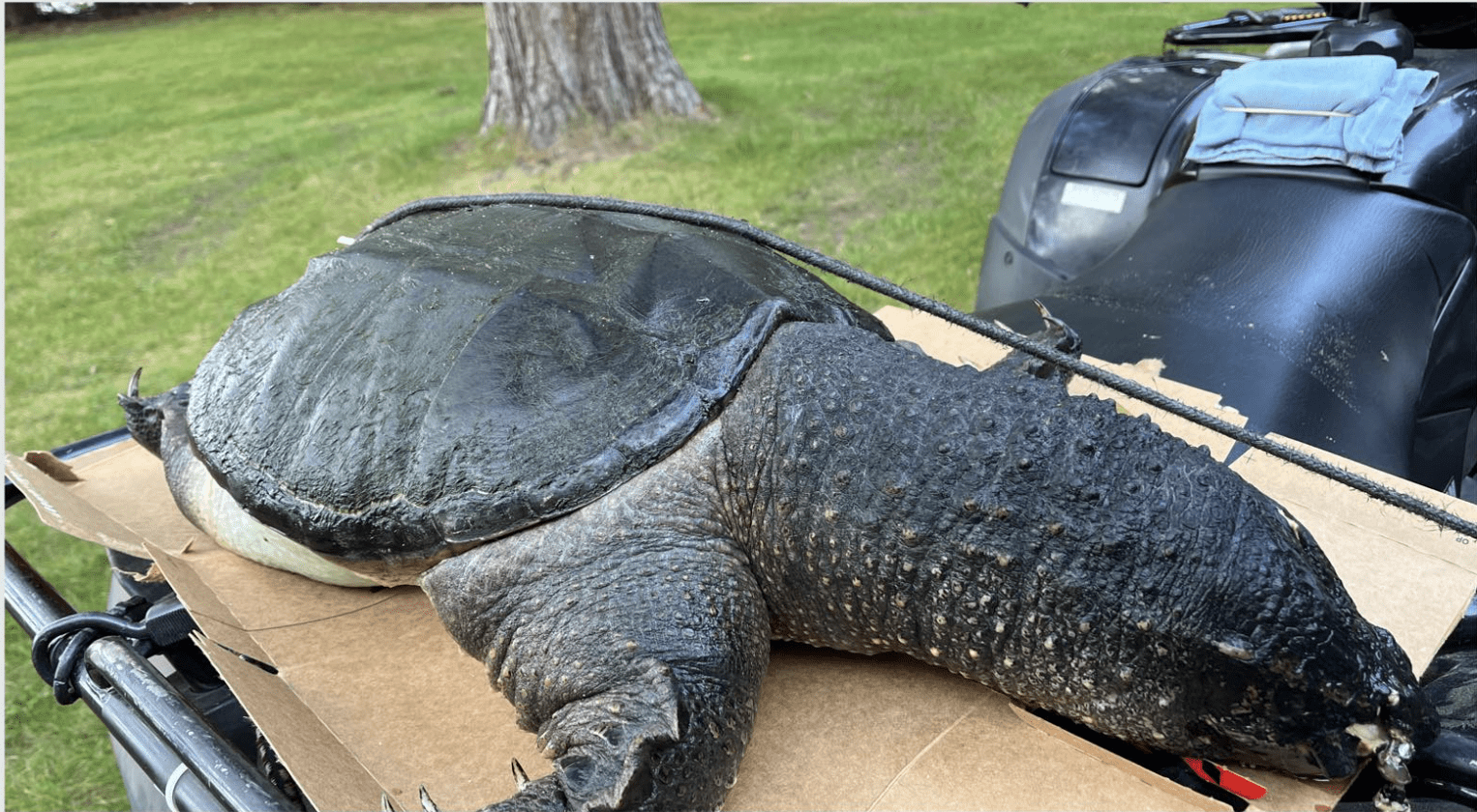 Giant Snapping Turtles Washes Ashore in Wisconsin