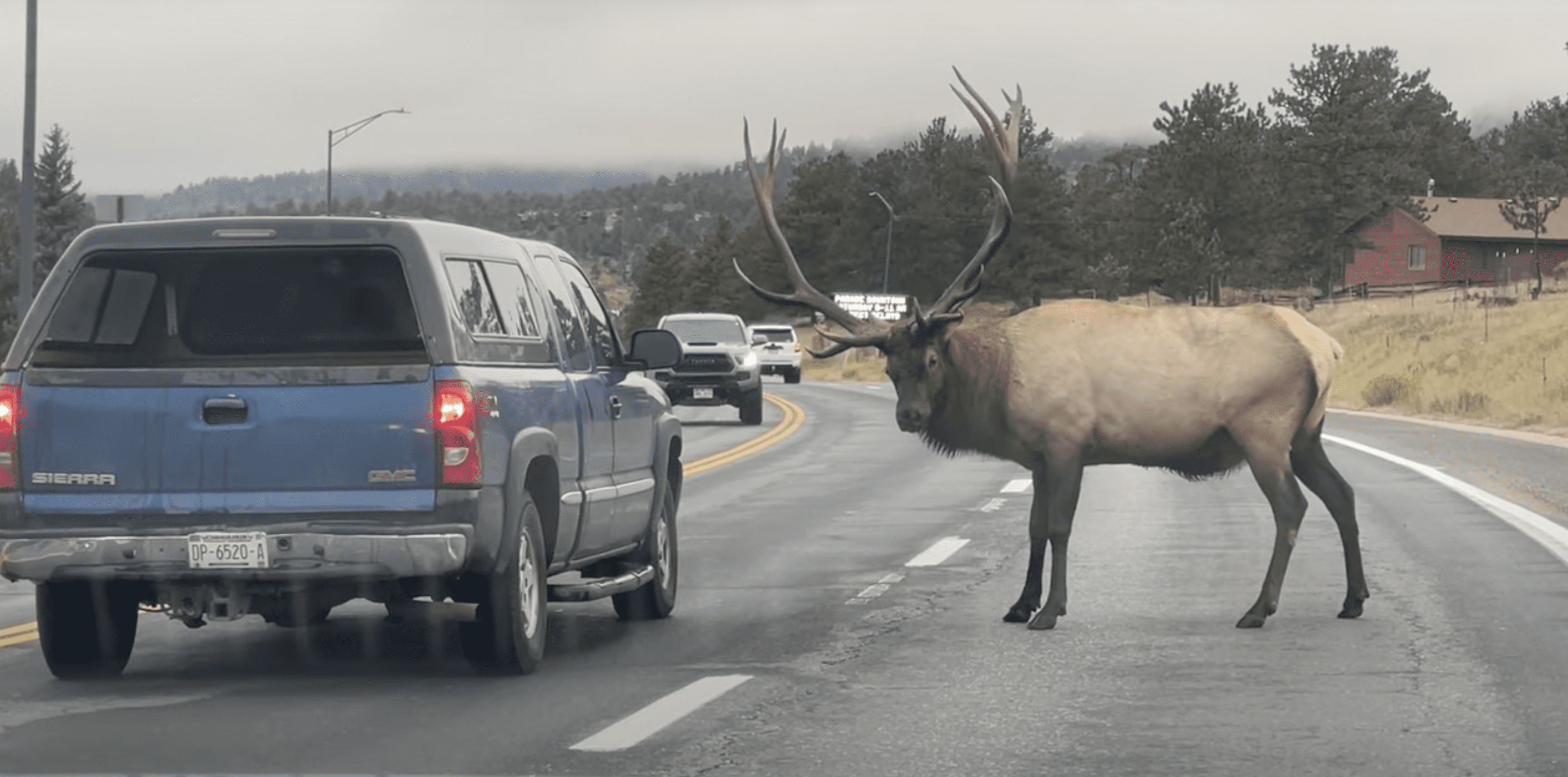 Trophy Elk Challenges Truck on Colorado Highway