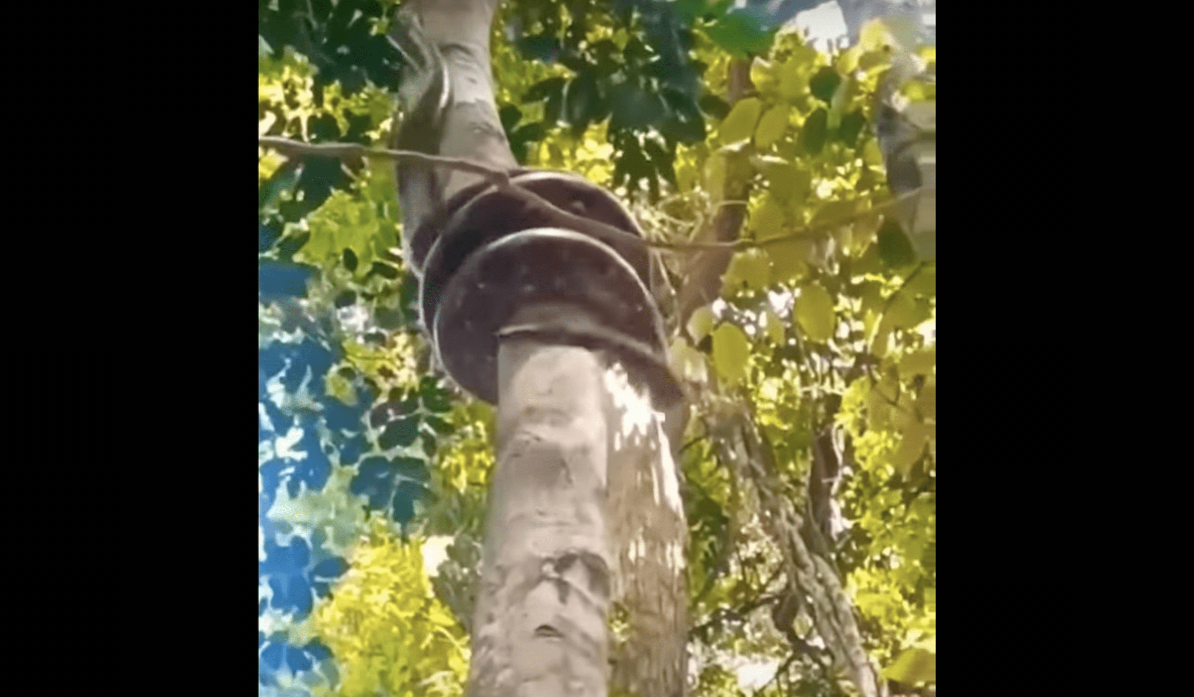 A Massive Snake Ascends Tree in Seconds