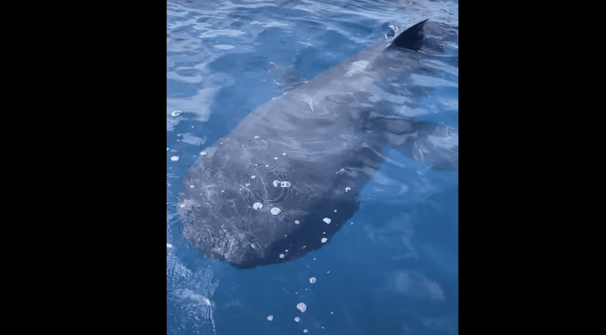 Two Rare Megamouth Sharks Filmed Near San Diego – Everest News