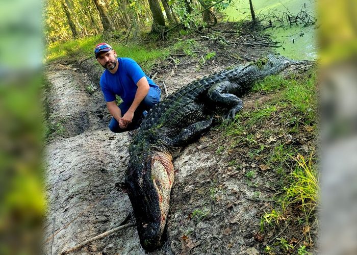 Texas Man Catches Mossy-Tailed Beast of an Alligator