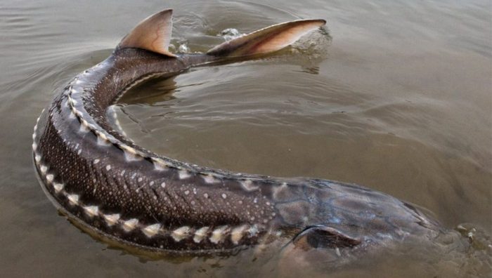 White Sturgeon Are Mysteriously Dying in British Columbia