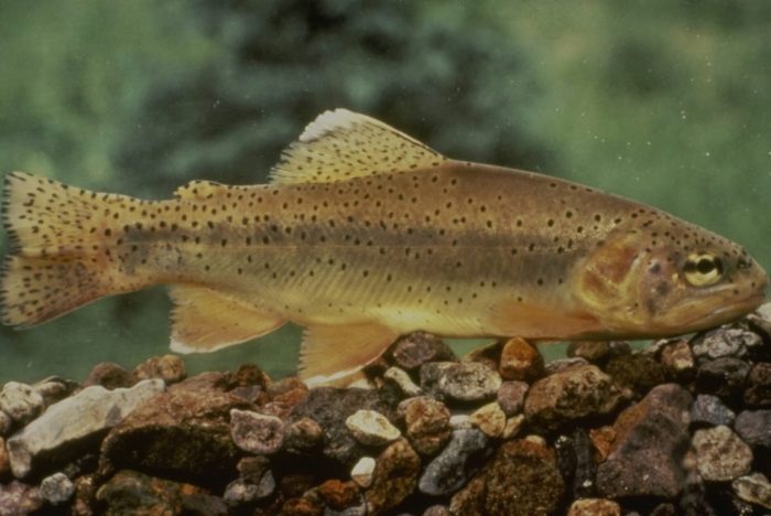 Apache Trout Delisting from Endangered Species Act Recommended