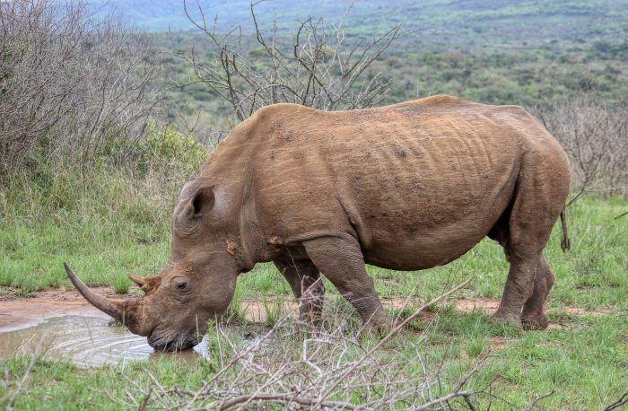 Zimbabwe To Dehorn Entire Rhino Population