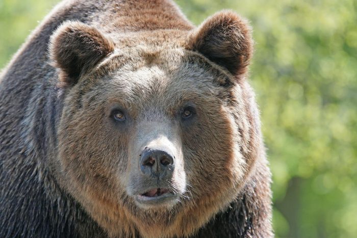 Hunter Survives Brown Bear Attack in Alaska