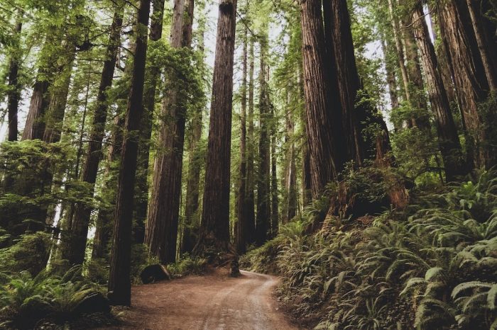 What Is an Old-Growth Tree Actually Worth?