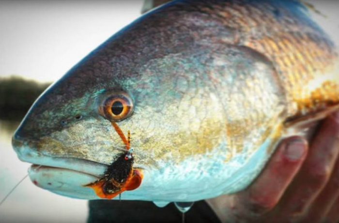 Video Pro Tips: Fly-Fishing for Redfish 101
