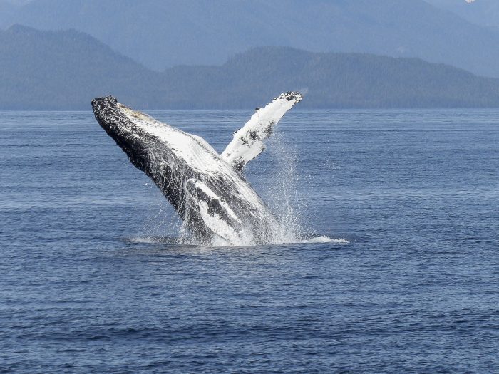 Whale-Collision May Have Killed 5 People in New Zealand