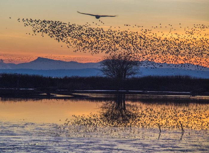 Everything You Ever Wanted to Know About Bird Migration (Psst, It’s Happening)