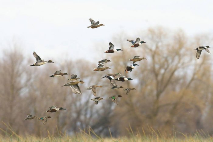 USDA Reverses Canada Waterfowl Importation Ban