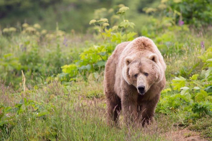 Brown Bear Attacks 9-Year-Old Hunter in Alaska