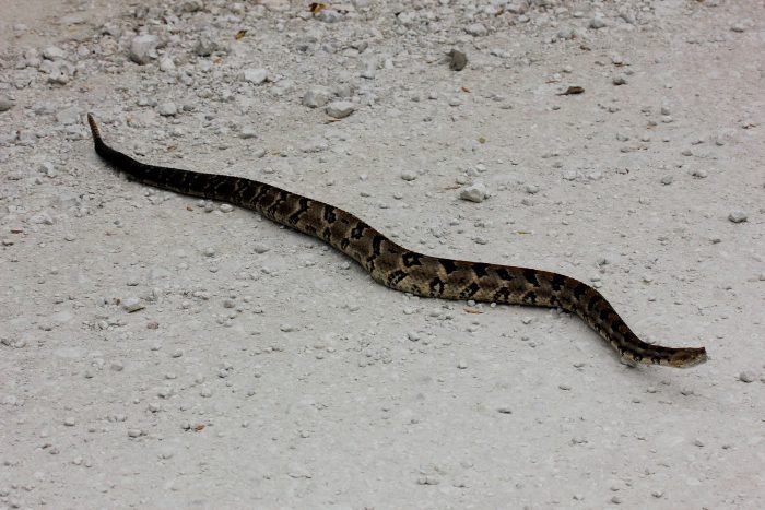 Officials Close Illinois Road to Protect Migrating Snakes